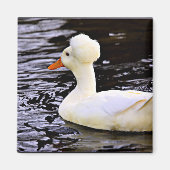 White Crested Duck Magneet (Voorkant)