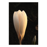 White Crocus on Dark Background Foto