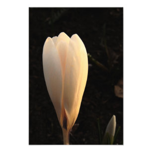White Crocus on Dark Background Foto Afdruk