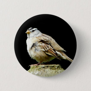 White Crowned Song Sparrow Ronde Button 5,7 Cm