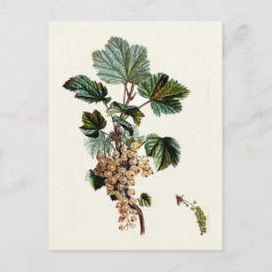 White Currant Briefkaart