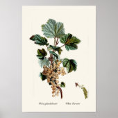 White Currant Poster (Voorkant)