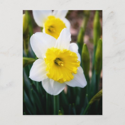 White Daffodil Briefkaart (Voorkant)