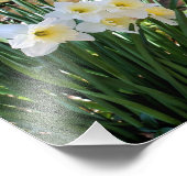 White Daffodil Flowers beroemd gemaakt door Brook Foto Afdruk (Hoek)