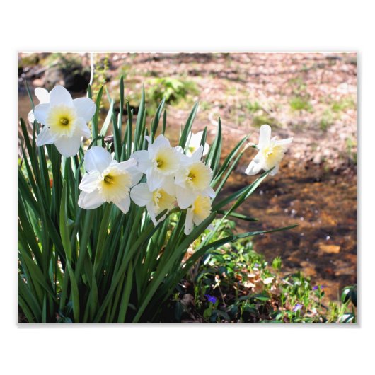 White Daffodil Flowers beroemd gemaakt door Brook Foto Afdruk (Voorkant)