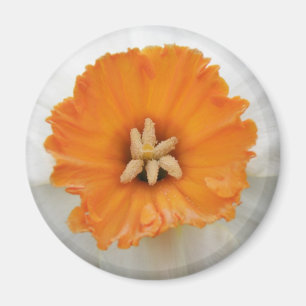 White Daffodil Magnet Magneet