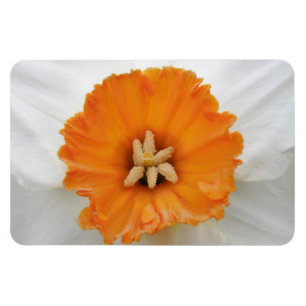 White Daffodil Premium Magnet Magneet