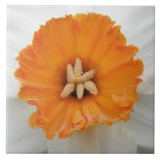 White Daffodil Tile Tegeltje (Voorkant)