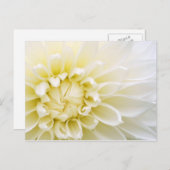 White Dahlia Briefkaart (Voorkant / Achterkant)