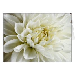 White Dahlia Sepia Dahlia Closeup Flower Sjabloon