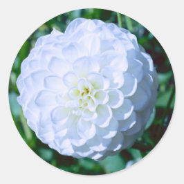 White Dahlia Sticker