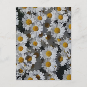 White Daisies Briefkaart