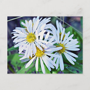 White Daisies Briefkaart