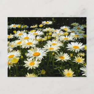 White Daisies Garden Floral Foto Briefkaart