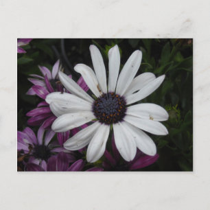 White Daisy Briefkaart