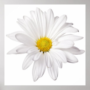 White Daisy Flower Background Gepersonaliseerd Dai Poster
