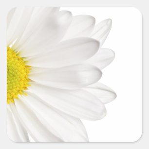 White Daisy Flower Background Gepersonaliseerd Dai Vierkante Sticker