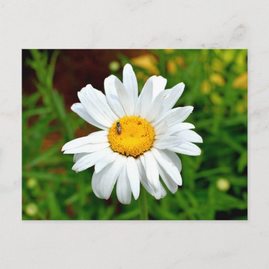 White Daisy Flower Briefkaart (Voorkant)