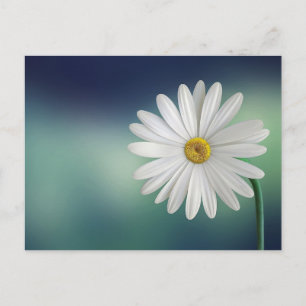 White Daisy Flower Briefkaart