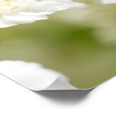 White Daisy Flower foto Poster (Hoek)