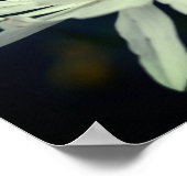 White Daisy Flower Poster (Hoek)