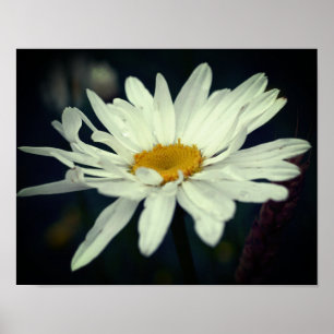 White Daisy Flower Poster