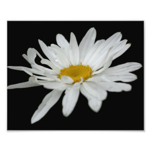 White Daisy Flower Raindrop 8x10 Foto Afdruk