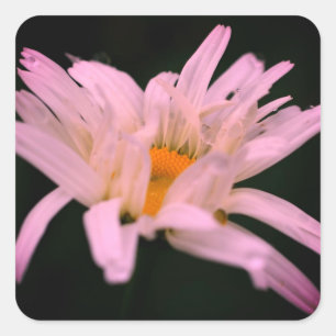 White Daisy Flower Vierkante Sticker