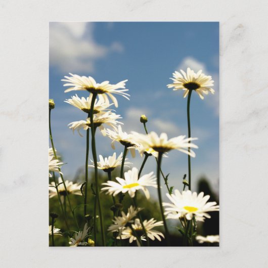 White Daisy Flowers Briefkaart (Voorkant)