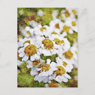 White Daisy Flowers - Briefkaarten voor het schild