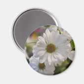 White Daisy Magnet (Recto/Verso)