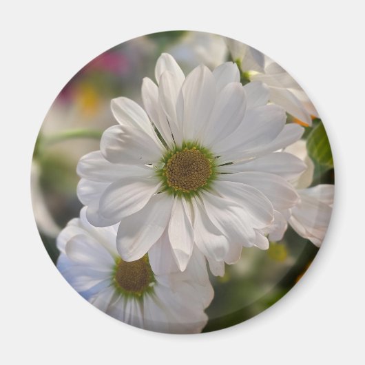 White Daisy Magnet (Devant)
