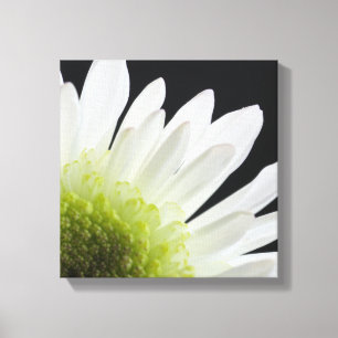 White Daisy on Black Canvas Afdruk