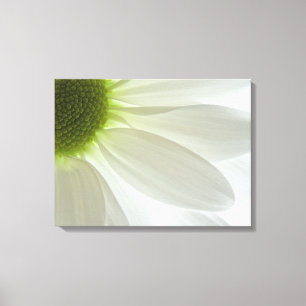 White Daisy Petals Canvas Afdruk