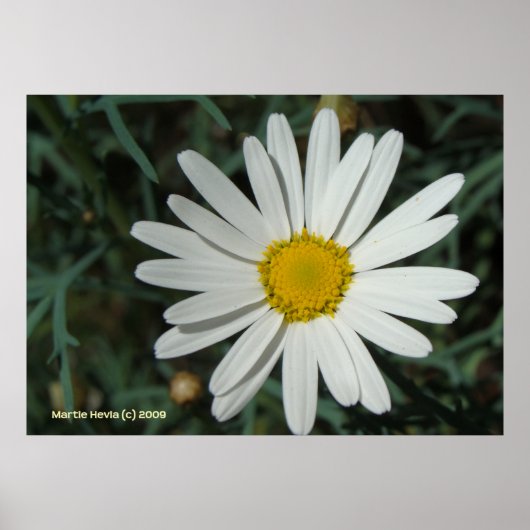 White Daisy Poster (Voorkant)