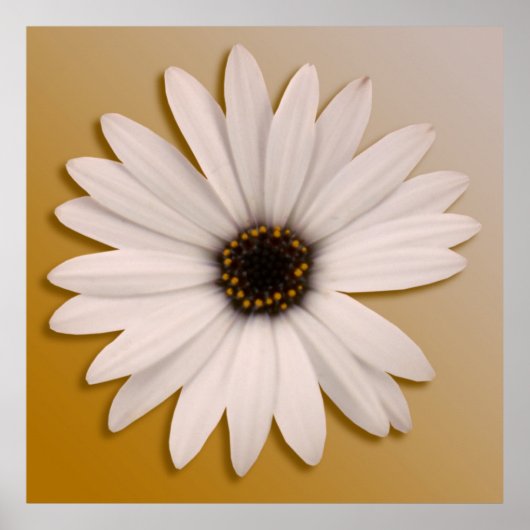 White Daisy Poster (Voorkant)
