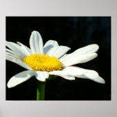 White Daisy Poster (Devant)