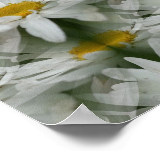 White Daisy Raindrops Flower Abstract Poster (Hoek)