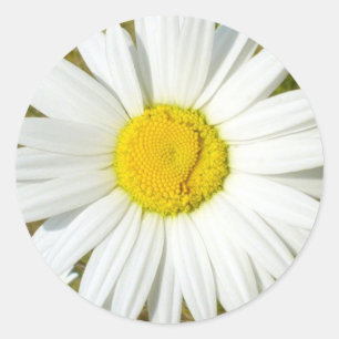 White Daisy Ronde Sticker