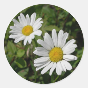 White Daisy Ronde Sticker