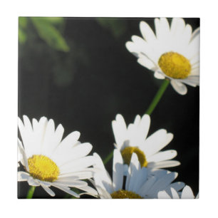White Daisy Tegeltje