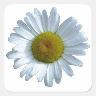 White Daisy Vierkante Sticker