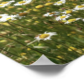 White Daisy Wildbloemen Poster (Hoek)