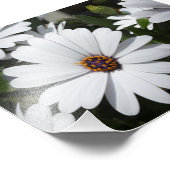 White Daisy's in Bloom Foto Afdruk (Hoek)