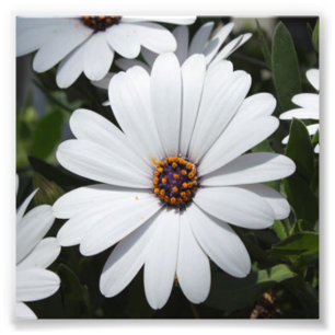 White Daisy's in Bloom Foto Afdruk