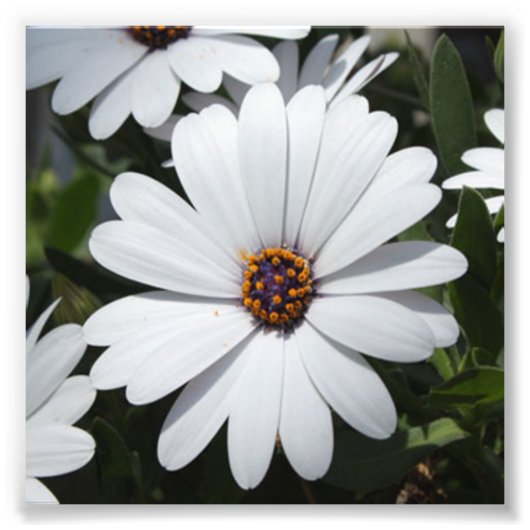 White Daisy's in Bloom Foto Afdruk (Voorkant)