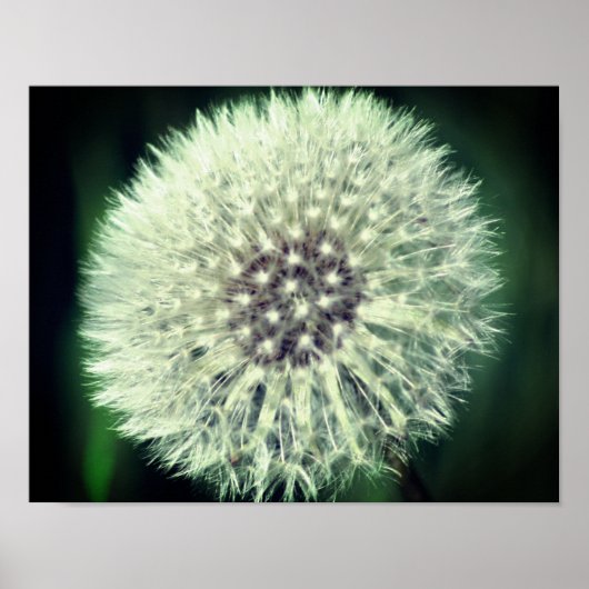 White Dandelion Fluff Sluiten Poster (Voorkant)