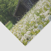 White Dandelions Support a Tired-look Barn Tissuepapier (Detail)