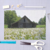 White Dandelions Support a Tired-look Barn Tissuepapier (Craft)