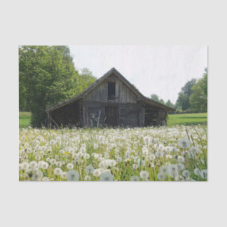 White Dandelions Supporting a Tired Looking Barn Tissuepapier